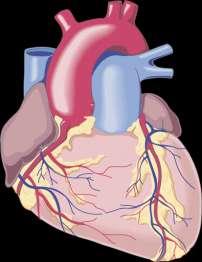 Τπάρχει συσχέτιση μεταξύ καρδιακής και νεφρικής παθοφυσιολογιάς στο Δτ2 Σςνύπαπξη καπδιονεθπικήρ (οξείαρ ή σπόνιαρ) δςζλειηοςπγίαρ ζηο ΣΓη2 1 ΥΝΝ ζηαδίνπ1-2