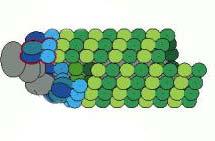 plus end Κεντρίδια (centrioles) Accessory proteins Adapted from: