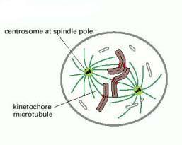 rophase 3. Metaphase 5.