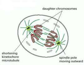 cytokinesis 2.