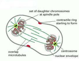 Anaphase 6.