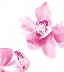 Į sudėtį įeina drėkinančiomis savybėmis pasižymintis orchidėjos ekstraktas, odos spalvą taisantis perlamutras bei smulkias raukšles išlyginantis elastinas.