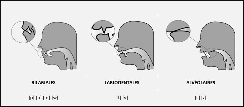 3.5.2 Point d articulation Le critère du point d articulation permet de