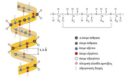 Κεφάλαιο 1: Πρωτεΐνες και Αµινοξέα Η α-έλικα είναι δεξιόστροφη. Σταθεροποιείται από την ύπαρξη υδρογονικών δεσµών, σχεδόν παράλληλων προς τον άξονά της.