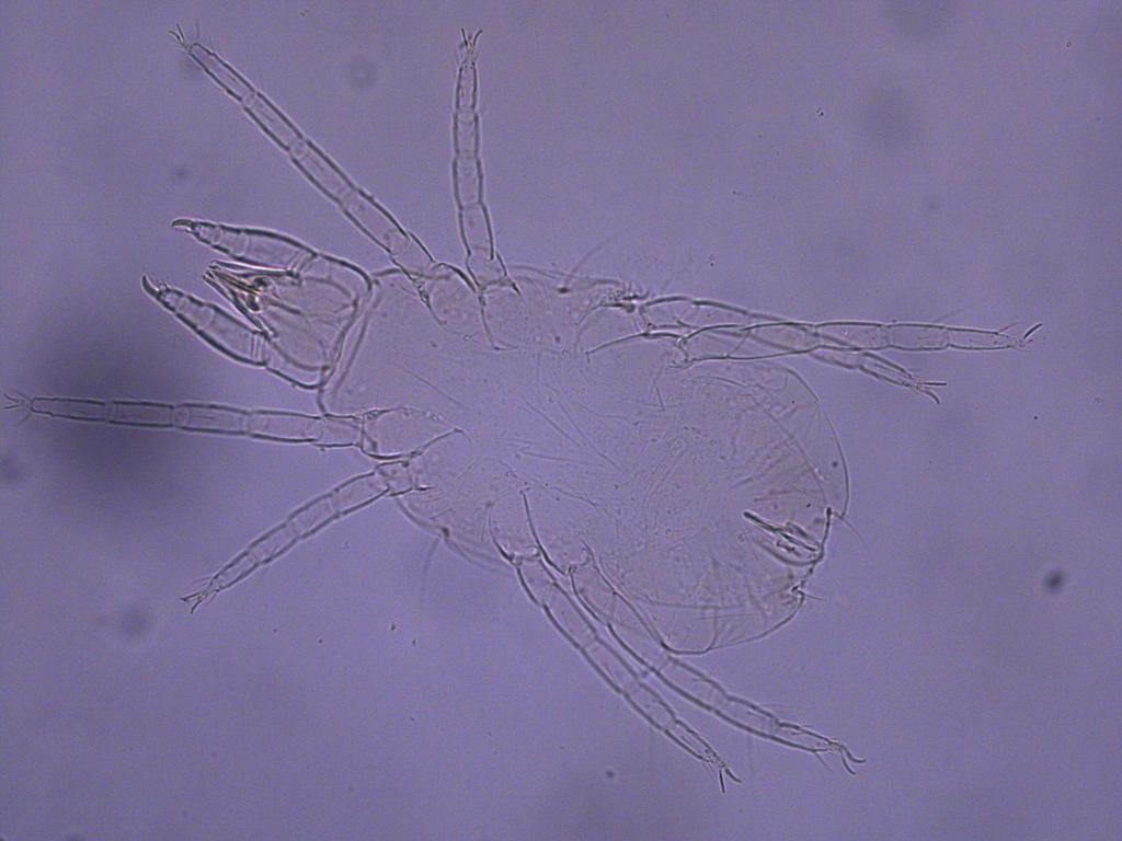 Εικόνα Π.Ι Ι.5. Molothrognathus sp.
