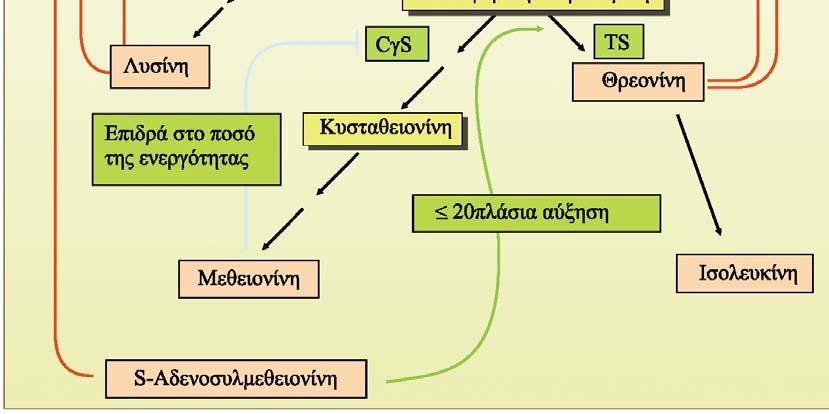 Λευκίνη (V) Βαλίνη (Ε)