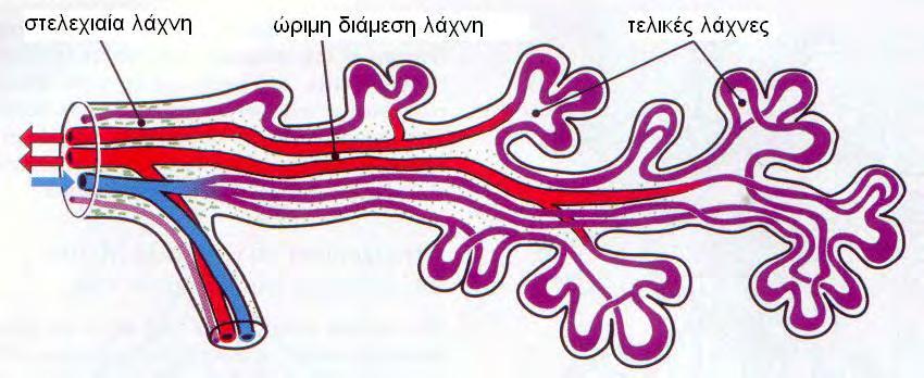 Εικόνα 6. Διάταξη των εμβρυικών αγγείων σε μια ομάδα τελικών λαχνών, οι οποίες προέρχονται από μια ώριμη διάμεση λάχνη.