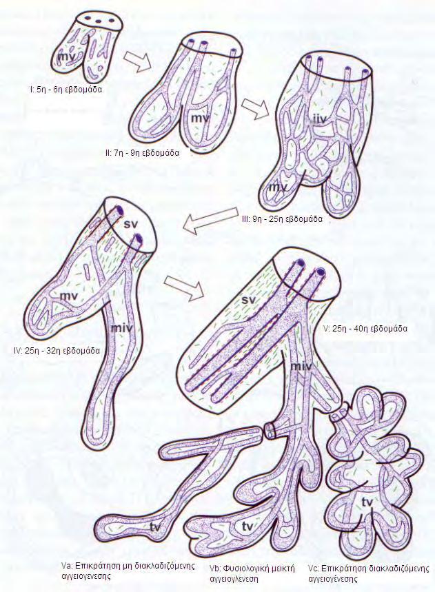 Εικόνα 7. Η ανάπτυξη των λαχνών σε σχέση με την ανάπτυξη του εμβρυικού αγγειακού δικτύου. Στάδιο Ι:(5η-6η εβδομάδα κύησης).