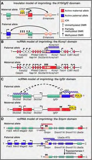 κατανεµηµένα σε 20-3.700 kb του DNA, αλλά περιέργως τα γονίδια από µία οµάδα δεν εκφράζονται απαραίτητα από το ίδιο γονικό χρωµόσωµα (εικόνα 4). Εικόνα 4.