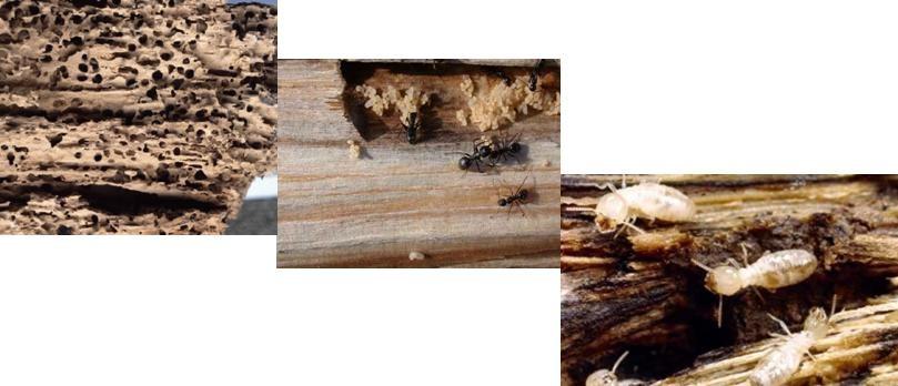 Προσβολή ξύλου από έντομα Εικόνα 7.3.