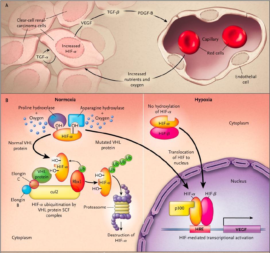 Adipose Adrenal Blood vessel Bone Bone marrow Breast Cervic CNS Colorectal Endometrium Oesophagus Gallbladder Head & neck Heart Kidney Liver Lung Lymphoid Muscle