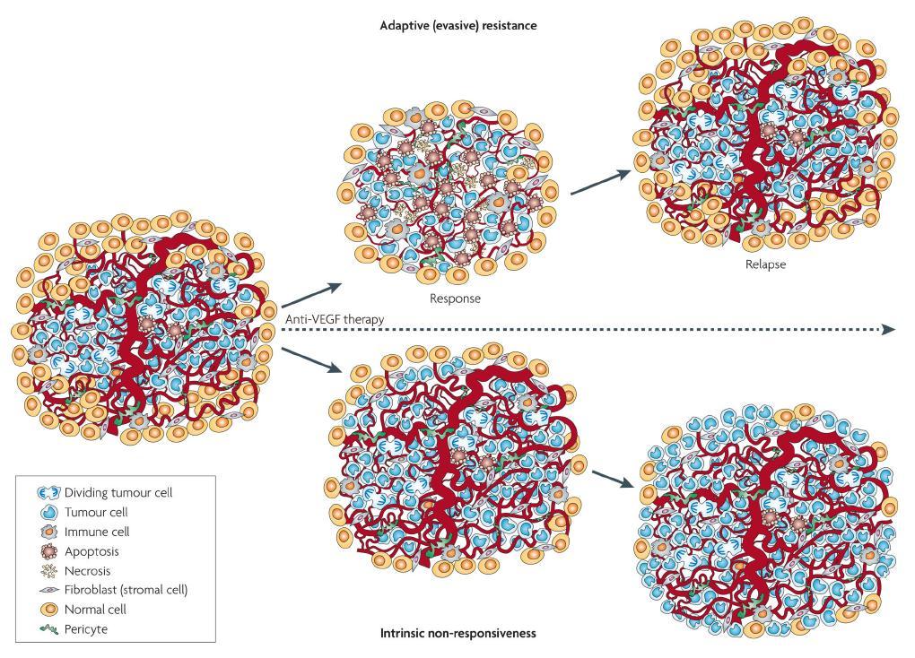 Resistance to VEGF-Targeted Therapy Is a Key Clinical Issue Adaptive resistance: VEGF-targeted agents fail to produce enduring clinical
