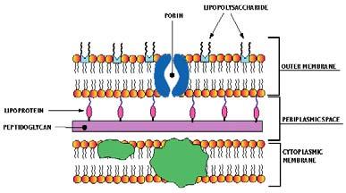 Αερόβια Gram (-) βακτηρίδια Ετερογενής ομάδα Πολλές οικογένειες, γένη και είδη Πολλά παθογόνα αίτια σοβαρών λοιμώξεων (ενδοτοξίνη) Ανάγκη