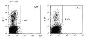 Helper 17 Cells In Vitro