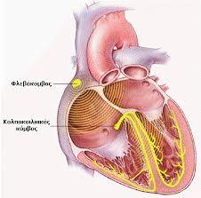 Βρίσκεται στο δεξιό κόλπο, λειτουργεί σαν βηματοδότης της καρδιάς και ελέγχει τις συστολές εκπέμποντας νευρικά σήματα κατά μήκος ηλεκτρικών διαδρόμων σε ολόκληρη την καρδιά.