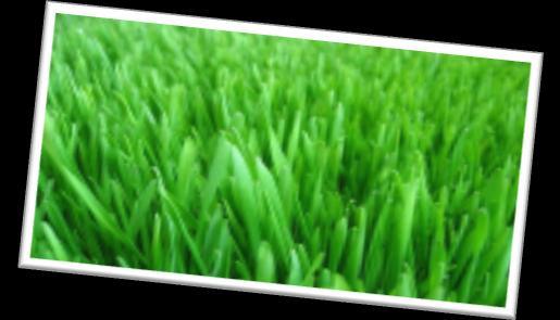 nespečnosti HANOJU BIO ŽITNE TRAVE Žitne trave so že dolgo znane po svoji koristnosti in ugodnem delovanju na človeški organizem, saj vsebujejo veliko več vitaminov, mineralov in drugih hranilnih