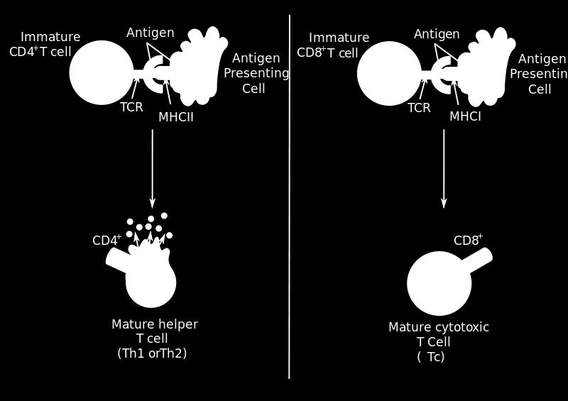 Παρθένο CD4 + Τ-λεμφοκυττταρο Αντιγόνο Παρθένο CD8 + Τ-λεμφοκυττταρο Αντιγόνο ΑΠΚ ΑΠΚ Βοηθητικό Τ-λεμφοκύτταρο Κυτταροτοξικό Τ-λεμφοκύτταρο Σχήμα 1: Σχηματική