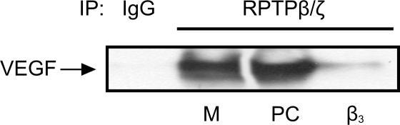 % Αλληλεπίδραση RPTPβ/ζ-VEGF Αποτελέσματα Α Β 100 P<0.001 80 60 40 20 0 M PC β 3 Εικόνα Α9.