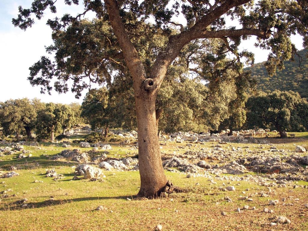 Το