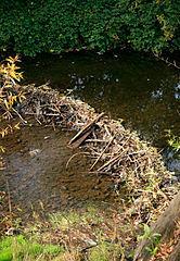 ) Riparian Zone and Stream Restoration, Source: http://www.epa.gov /ada/eco/images/rip _zone1.jpg.