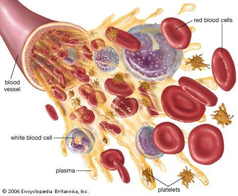 Αίμα Ιδιαίτερος τύπος συνδετικού ιστού που αποτελείται από τρία είδη κυττάρων: o ερυθρά