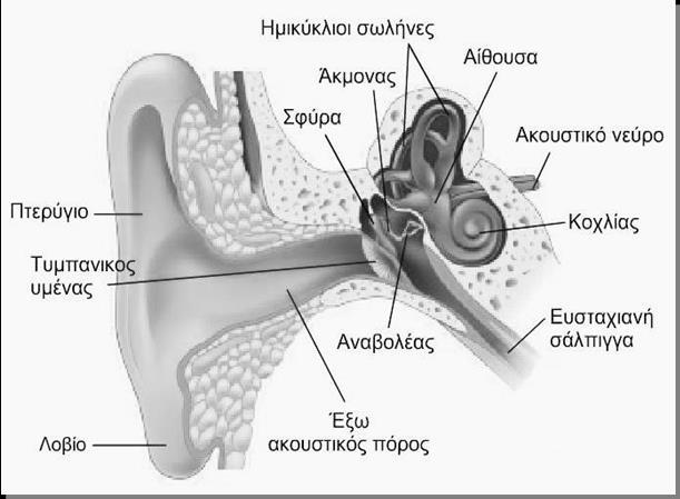 Λόγω των επιφανειακά ξεχωριστών λειτουργιών τους ο κοχλίας προσλαμβάνει και αναλύει τους ήχους και το αιθουσαίο καταγράφει κινήσεις- αυτοί οι δύο μηχανισμοί θεωρούνται συνήθως ως δύο διαφορετικές