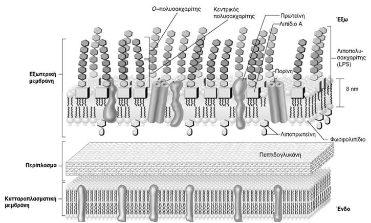 coli O : 1-180 (σωματικά αντιγόνα _ σύσταση λιποπολυσακχαριτών στο κυτταρικό τοίχωμα) H : 1-56 (αντιγόνα μαστιγίου_πρωτεΐνες μαστιγίων) K : 1-70 (περιβληματικά αντιγόνα_πολυσακχαρίτες ελύτρου, αν