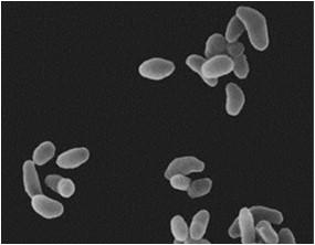 Flavobacterium Francisella Halomonas Hydrogenophaga Janthinobacterium Lampropedia Marinobacter Marinomonas Mesophilobacter Methylobacillus Methylobacterium