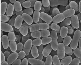 pertussis toxin, adenylate cyclase toxin, filamentous hemagglutinin, hemolysin). Άλλα παθογόνα είδη του γένους είναι το B.