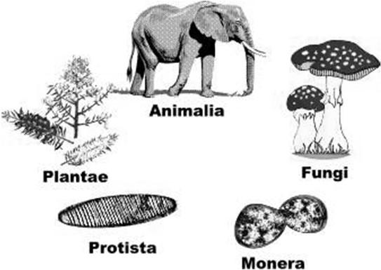 Kingdoms Haeckel (1894): 3