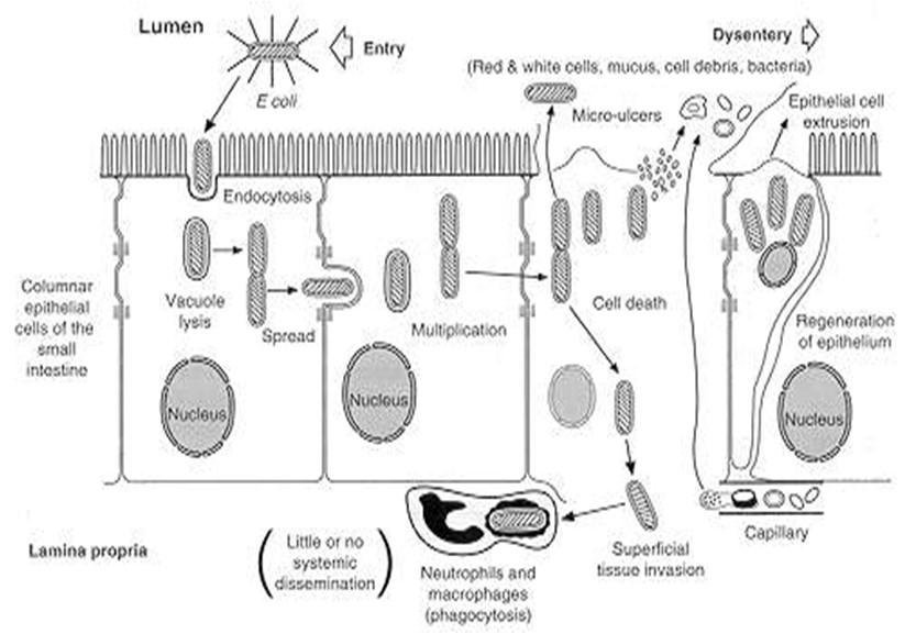 Escherichia Παθογόνα στελέχη Escherichia coli Ορότυποι μη ETEC Τα επιδρομικά (enteroinvasive) στελέχη E. coli (EIEC) προκαλούν δυσεντερία. Οι ορότυποι αυτοί μοιάζουν πολύ με τη Shigella.