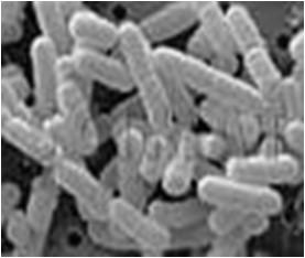 Salmonella Παθογένεια της Salmonella Μηχανισμοί άμυνας του οργανισμού