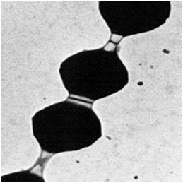 φαγοκύττωση (capsule, immunoglobulin binding protein A), (3) Τοξίνες που προκαλούν βλάβες στον ιστό του ξενιστή.
