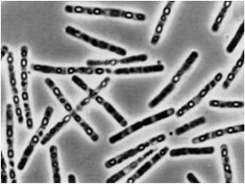 Bacillus.