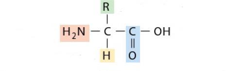 5- على الشكل التالي ضع االسم الصحيح لكل جزء مظلل من اجزاء الحمض االميني التالي : -4-3 مجموعة أمين 2- ذرة هيدروجين سلسلة جانبية متغيرة مجموعة كربوكسيل -1 ز( أسئلة االجابات القصيرة 1- الشكل اآلتي يمثل