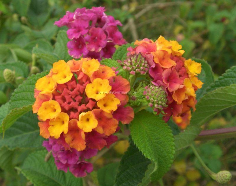 7. Λαντάνα Lantana camara Οικογένεια: Verbenaceae Καταγωγή: Κατάγεται από την τροπική Αμερική και συναντάται στην Ασία και την Αφρική. Εικ.