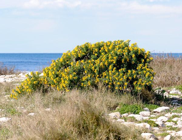 9. Μηδική η δενδρώδης Medicago arborea Οικογένεια:Leguminosae Καταγωγή: Κατάγεται από την Ασία. Εικ.