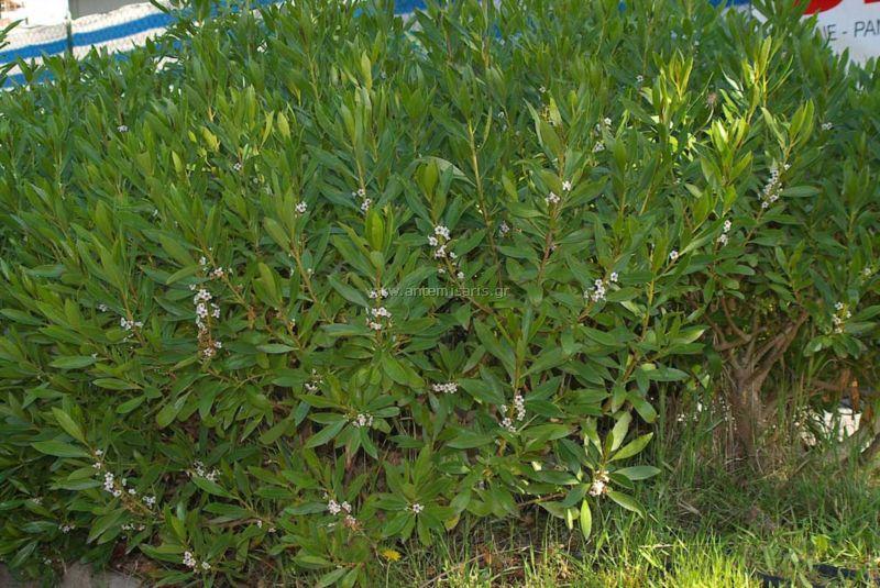 10. Μυόπορο Myoporum laetum Οικογένεια: Myoporaceae Καταγωγή: Κατάγεται από την Νέα Ζηλανδία. Εικ.