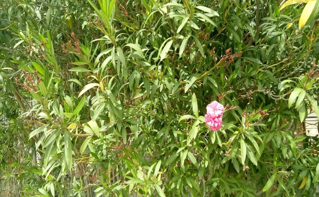 11. Πικροδάφνη Nerium oleander Οικογένεια: Apocynaceae (κοινό όνομα: Νήριο ή Ροδοδάφνη) Καταγωγή: Κατάγεται από τις μεσογειακές χώρες.