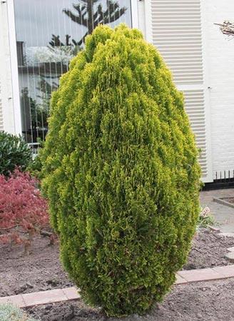 19. Τούγια η ανατολική Thuja orientalis ή Platycladus orientalis Οικογένεια: Cupressaceae Καταγωγή: Κατάγεται από την Κίνα. Εικ.