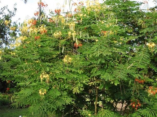 3. Ποϊγκιανή Poinciana gilliessii Οικογένεια: Leguminosae (κοινό όνομα: Ποϊντσιάνα ή παγώνι) Καταγωγή: Κατάγεται από την Αφρική. Εικ.