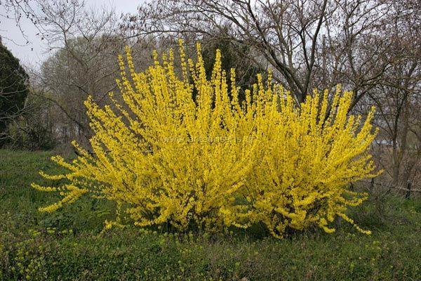 Καταγωγή: Κατάγεται από την Κίνα. 4. Φορσύθια Forsythia sp. Οικογένεια: Oleaceae Εικ. 111 Φορσύθια ανθισμένη Βοτανική περιγραφή: Είναι φυλλοβόλος θάμνος με γρήγορο ρυθμό αναπτύξεως.