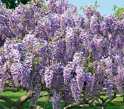 3. Ουιστέρια Wisteria sinensis Οικογένεια: Leguminosae (κοινό όνομα: Γλυτσίνια) Καταγωγή: Κατάγεται από την Ανατολική Ασία, από την Κίνα. Εικ.