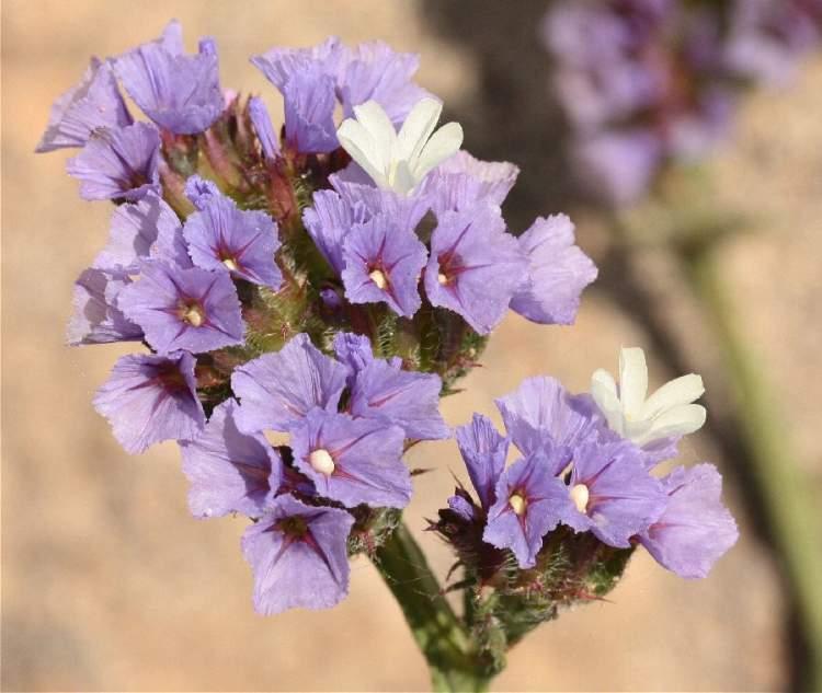 7. Λιμόνιο Limonium sinuatum Οικογένεια: Plumbaginaceae (κοινό όνομα: Στατική ή αμάραντος) Καταγωγή: Κατάγεται από την Μεσόγειο. Εικ.