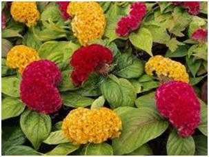 11. Σελόσια ή Σελόζια Celosia argentea Οικογένεια: Amaranthaceae ( κοινό όνομα: Λειρί του κόκορα - Αλεποουρά) Καταγωγή: Κατάγεται από την Ασία. α Εικ. 133 (α, β) Σελόσιες ανθισμένες α.