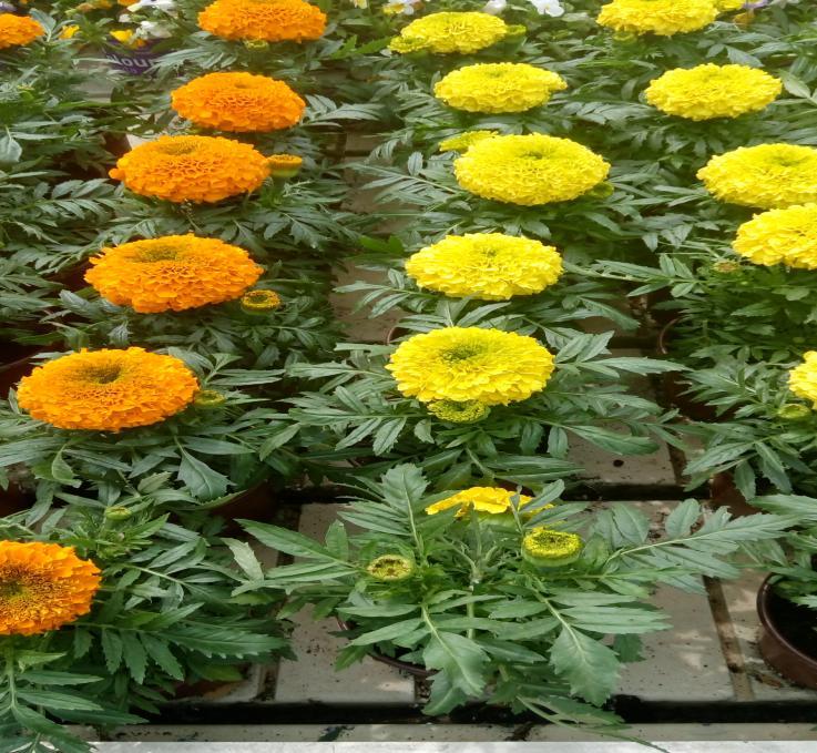 12. Ταγέτης Tagetes sp. Οικογένεια: Asteraceae (κοινό όνομα: Κατηφές) Καταγωγή: Κατάγεται από την Κεντρική Αμερική. Εικ.