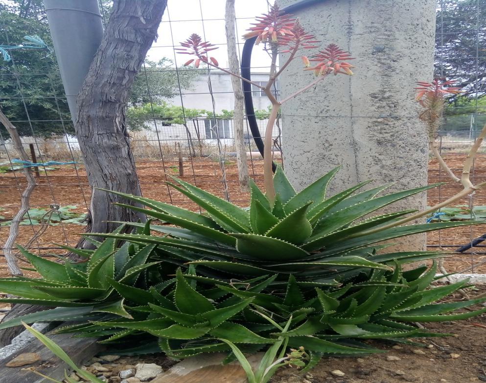 Καταγωγή : Κατάγεται από την Αφρική. 3. Αλόη Aloe variegata Οικογένεια: Liliaceae Εικ.