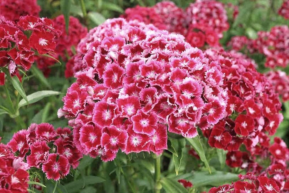 6. Γαρύφαλλο των ποιητών Dianthus barbatus Οικογένεια: Caryophyllaceae Καταγωγή: Κατάγεται από την Νότια Ευρώπη. Εικ.