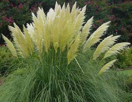 9. Γυνέριο Cortaderia selloana Οικογένεια: Poaceae (κοινό όνομα: Κορταδερία) Καταγωγή: Κατάγεται από την Βραζιλία, την Χιλή και από την Αργεντινή. Εικ.