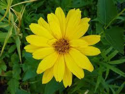 12. Ηλίοψη Heliopsis helianthoides Οικογένεια: Asteraceae Καταγωγή: Κατάγεται από την Βόρεια Αμερική. Εικ.